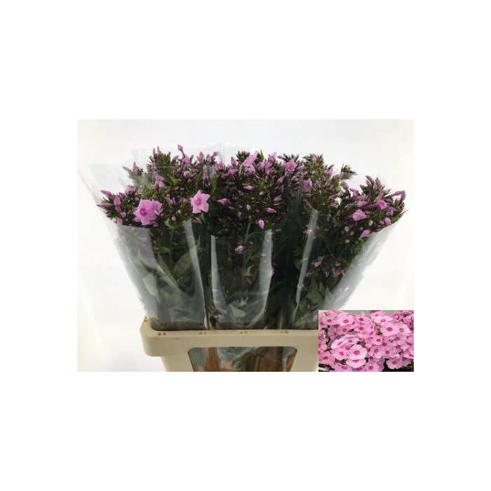 <h4>PHLOX P SWEET LEXY</h4>