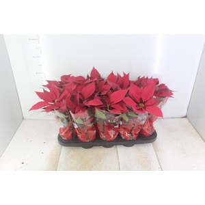 POINSETTIA P11 VERMELHO