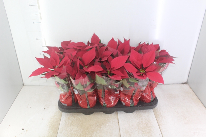 <h4>POINSETTIA P11 VERMELHO</h4>