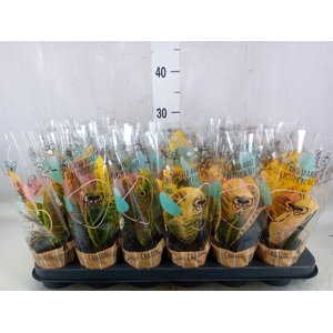 Codiaeum var. KL   ...mix 2