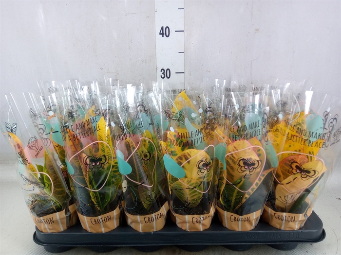 <h4>Codiaeum var. KL   ...mix 2</h4>
