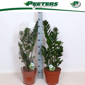 Zamioculcas zamiifolia