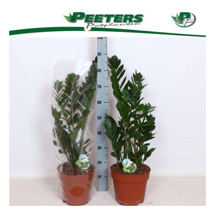 <h4>Zamioculcas zamiifolia</h4>