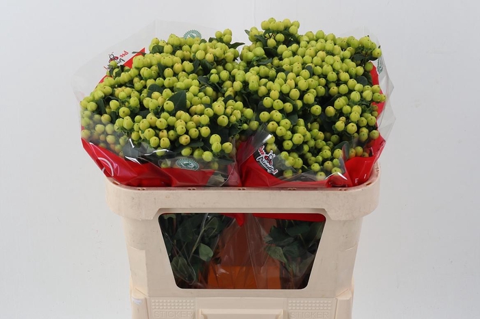 <h4>Hyp Smiley Rom 70cm</h4>