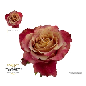 Rosa Garden Eye Catcher