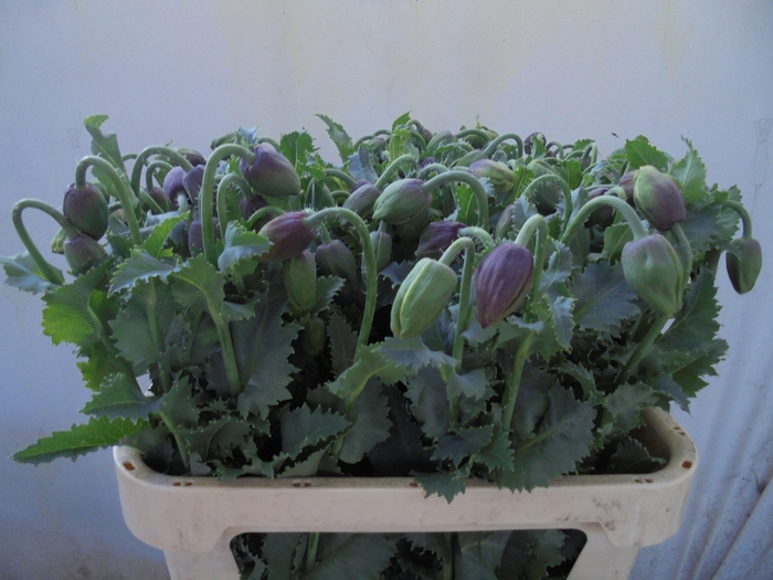 <h4>Papaver overig</h4>
