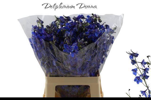 <h4>DELPH EN DONNA</h4>