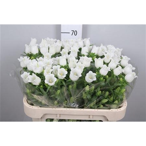 Camp M Champion White