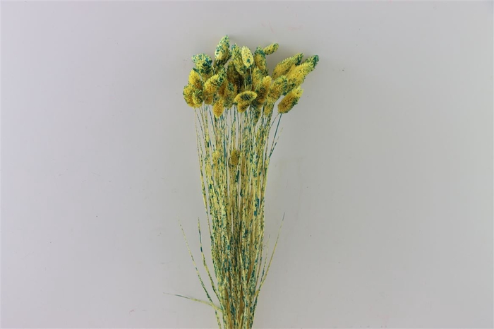 <h4>Dried Artz Phalaris Van Gogh Bunch</h4>