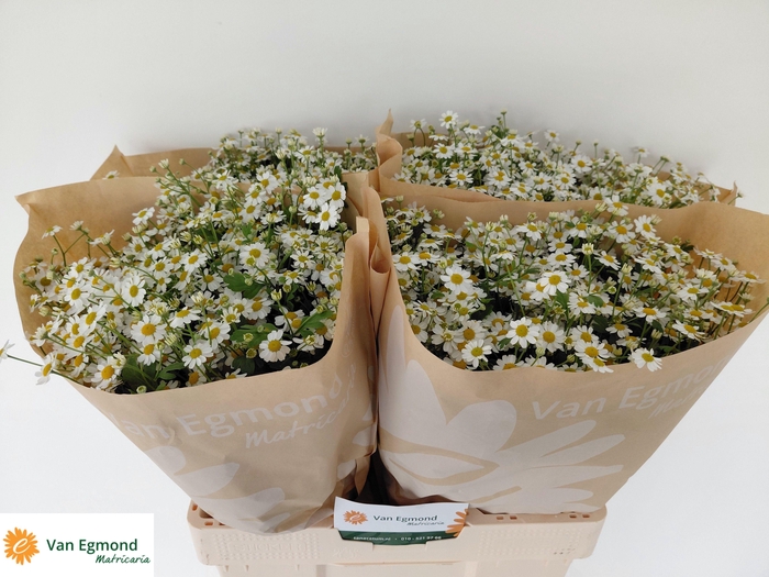 <h4>Tana Pa Cameron</h4>