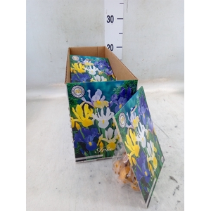 Flowerbulbs, corns or tubers   ...