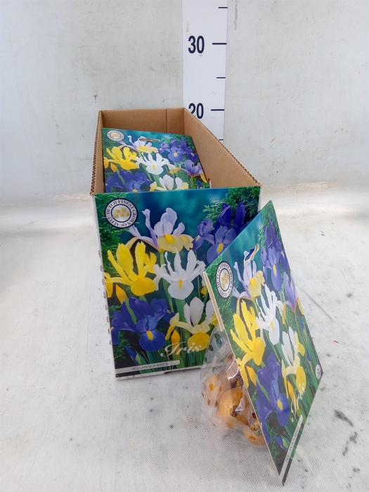 <h4>Flowerbulbs, corns or tubers   ...</h4>