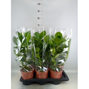 Clusia rosea 'Princess'