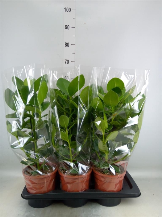 <h4>Clusia rosea 'Princess'</h4>