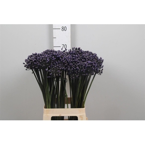 Agap Intermedius