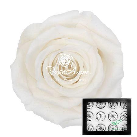 PRESERVED ROSES WARMI WHI-01