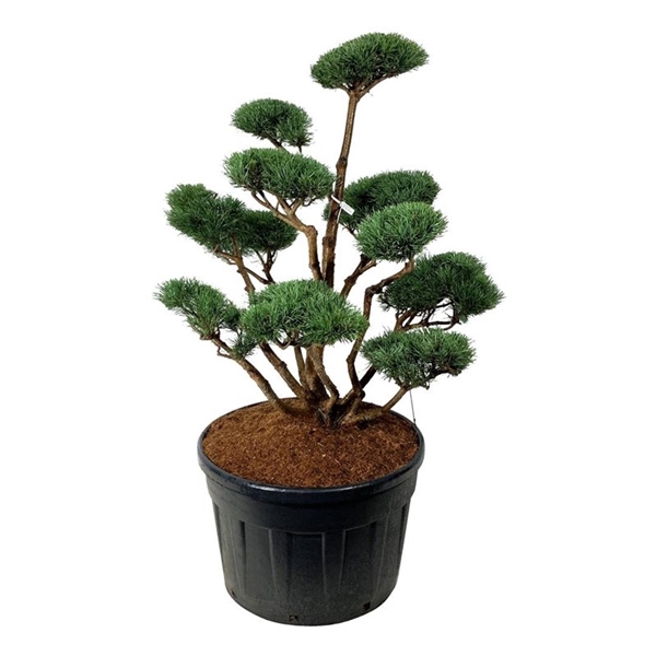 <h4>Pinus sylv. 'Watereri'</h4>