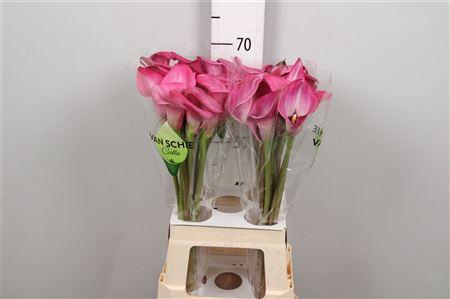 <h4>Zant Beijing</h4>