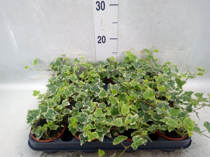 Hedera helix 'White Ripple'