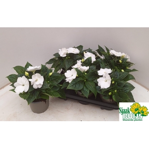 IMPAT CP WHITE