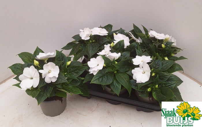 <h4>IMPAT CP WHITE</h4>