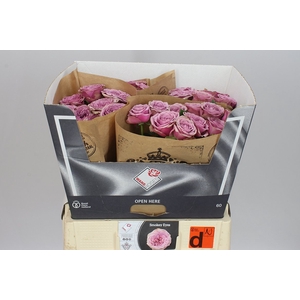 Rosa Gr Gar Smokey Eyes