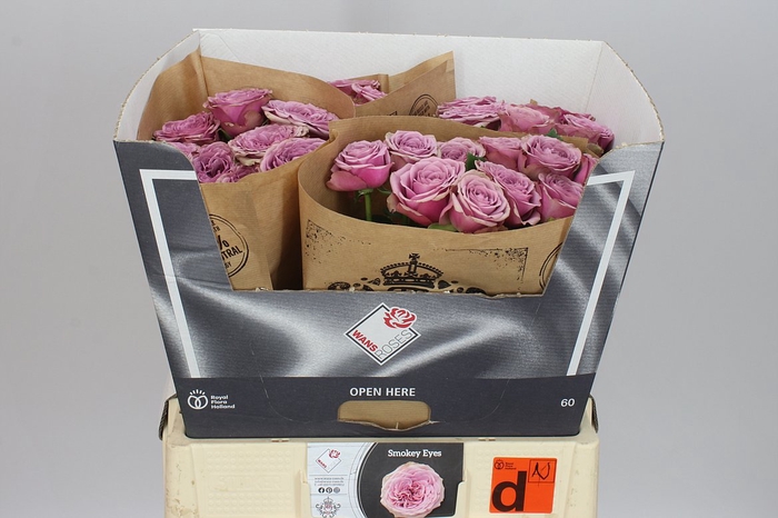 <h4>Rosa Gr Gar Smokey Eyes</h4>