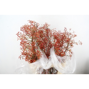 ROSA CORALLO ORANGE 100CM