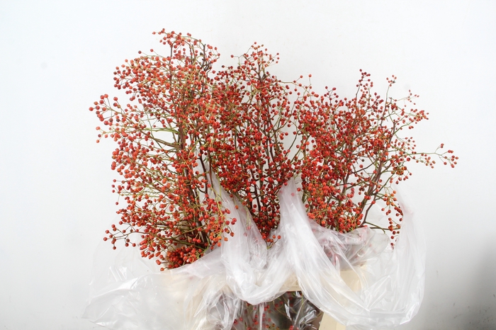 <h4>ROSA CORALLO ORANGE 100CM</h4>