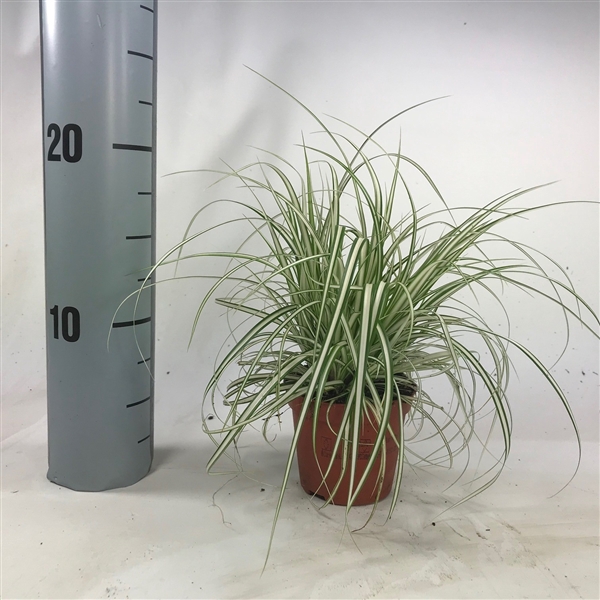 <h4>Carex 'Everbrite'</h4>