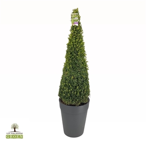 Buxus Sempervirens Piramide 130-140