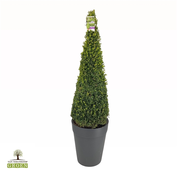 <h4>Buxus Sempervirens Piramide 120-130</h4>