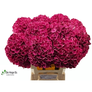 HYDR M MAG PINK RUBY