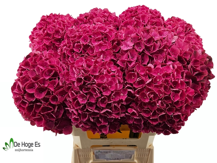 <h4>HYDR M MAG PINK RUBY</h4>
