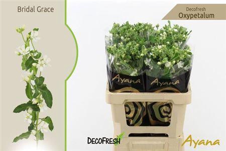 <h4>Oxy Co Br Grace</h4>