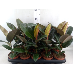 Ficus elastica 'Robusta'