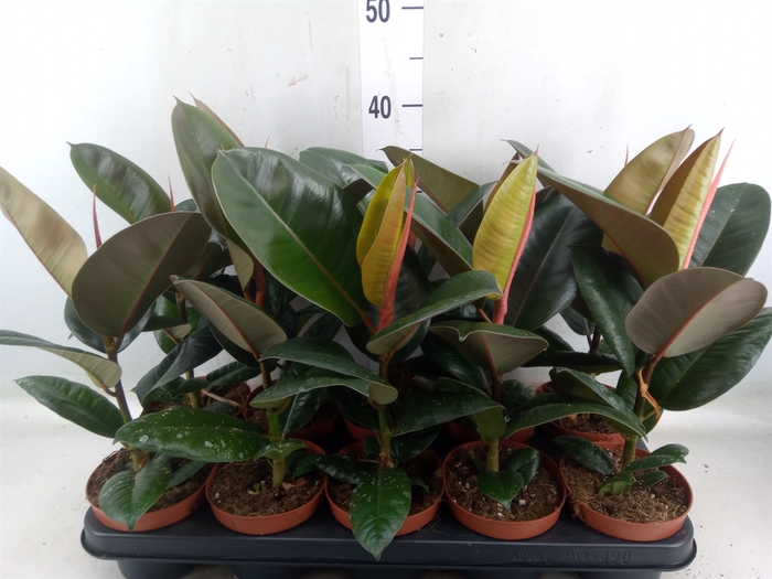 <h4>Ficus elastica 'Robusta'</h4>