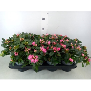 Rhododendron sim.   ...mix