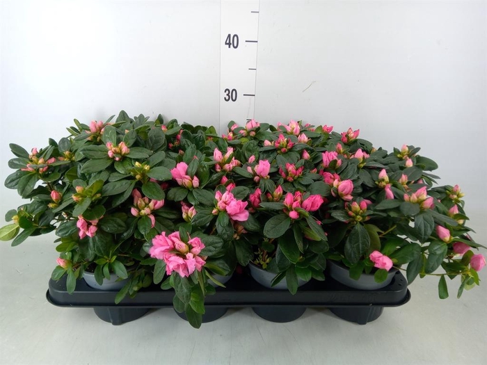 <h4>Rhododendron sim.   ...mix</h4>