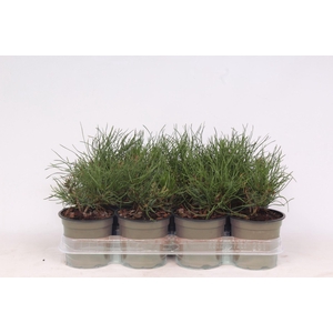 Pinus mugo pumilio