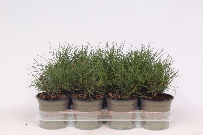 <h4>Pinus mugo pumilio</h4>