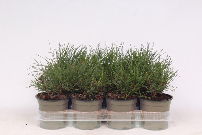 <h4>Pinus mugo pumilio</h4>