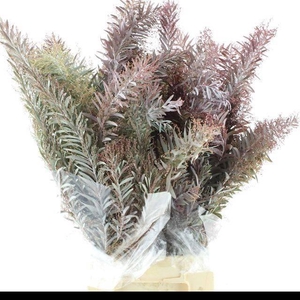 DECORGROEN KLB BS H%