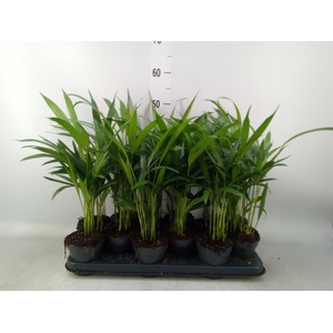 Dypsis lutescens   ...Chrysalidoca