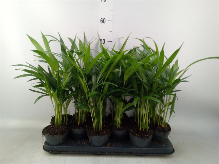 <h4>Dypsis lutescens   ...Chrysalidoca</h4>