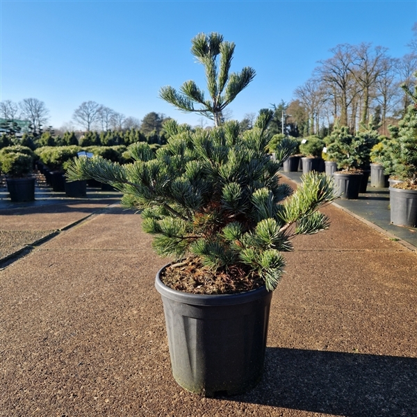 <h4>Pinus parviflora 'Negishi'</h4>