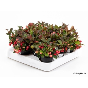 GAULTHERIA PROCUMBENS