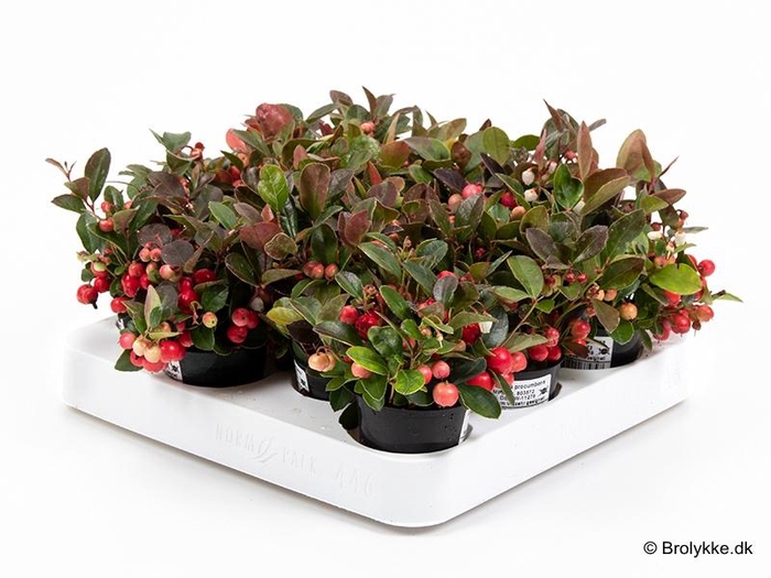 <h4>GAULTHERIA PROCUMBENS</h4>