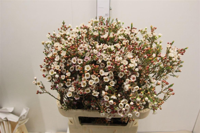 <h4>Chame Moonl Delight</h4>