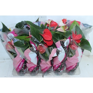 ANTHURIUM VARIADO P12